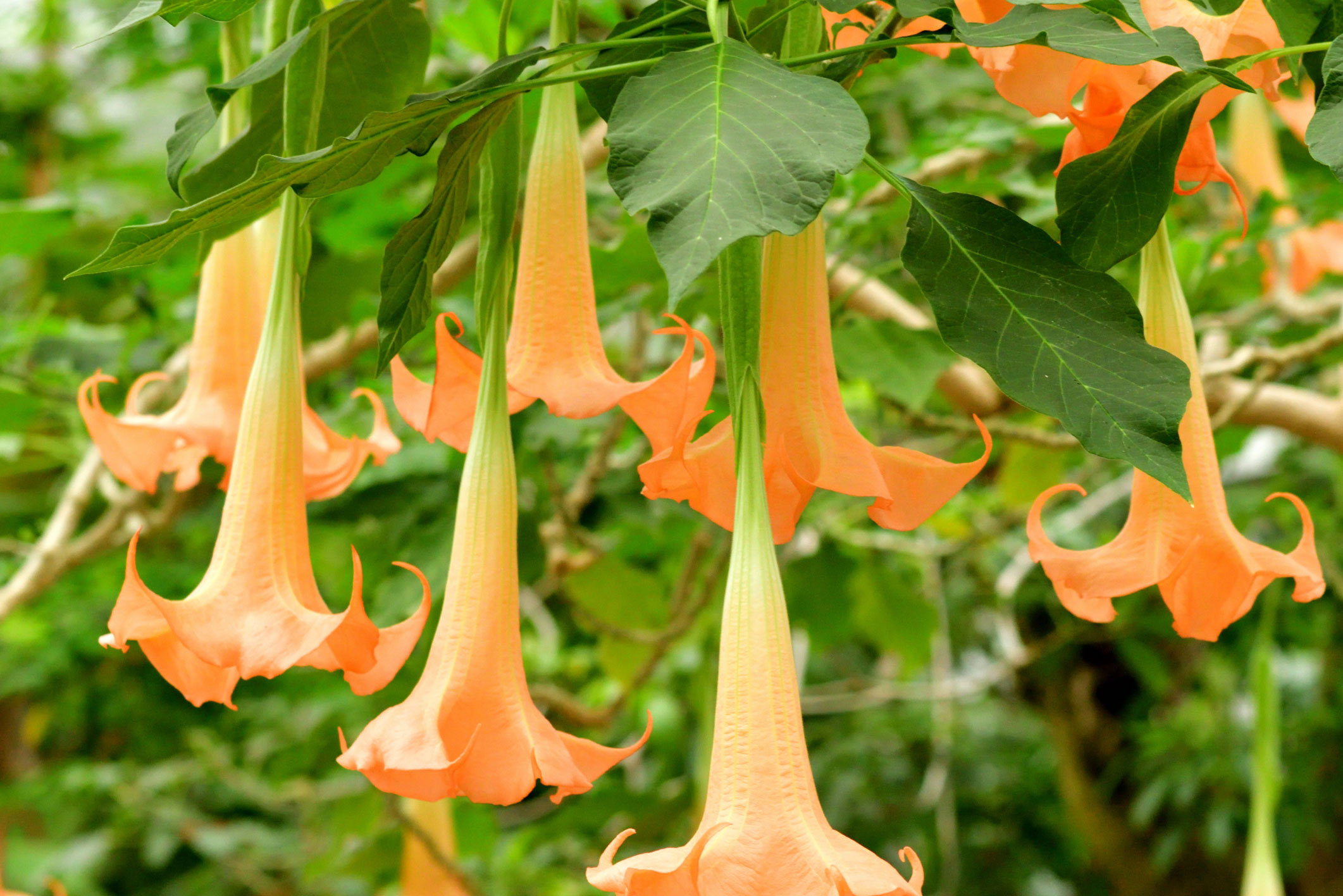 Plantes Toxiques