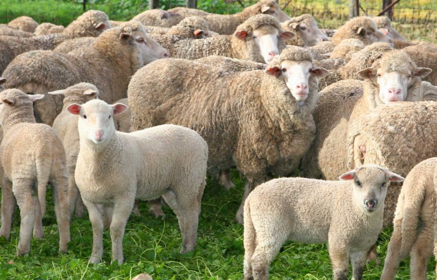 Un troupeau de moutons